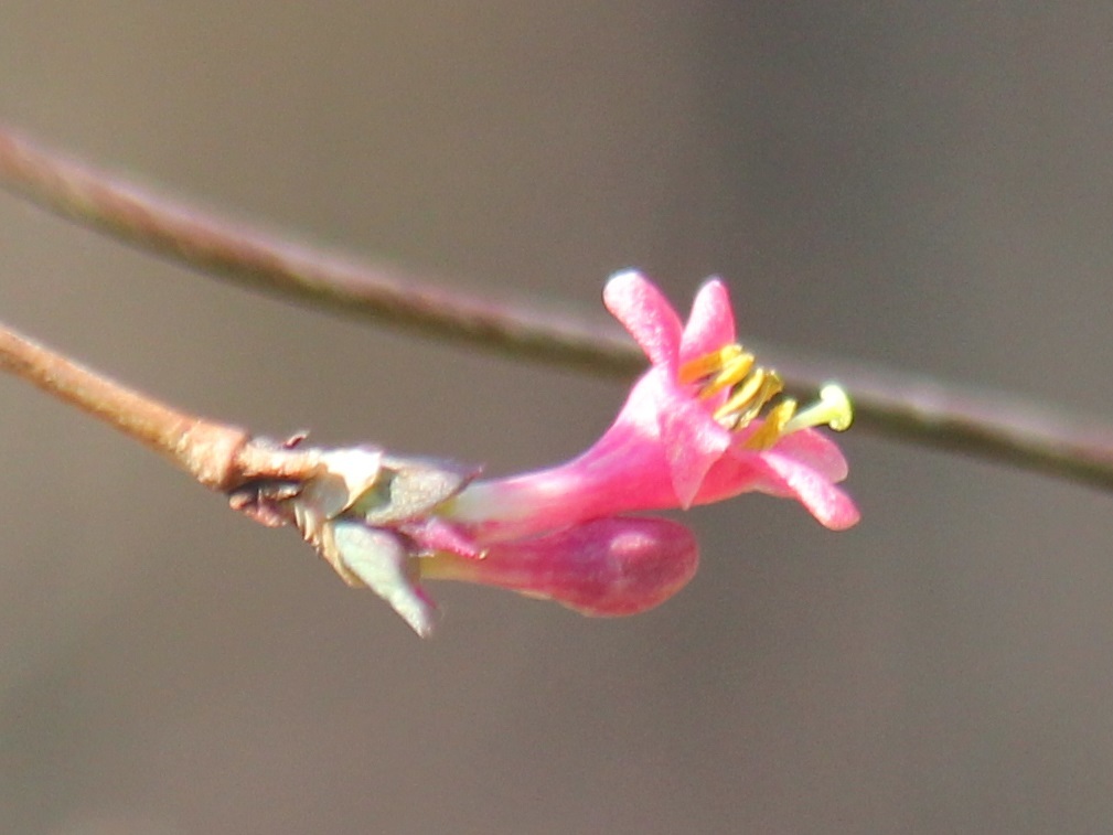 ウグイスカグラ