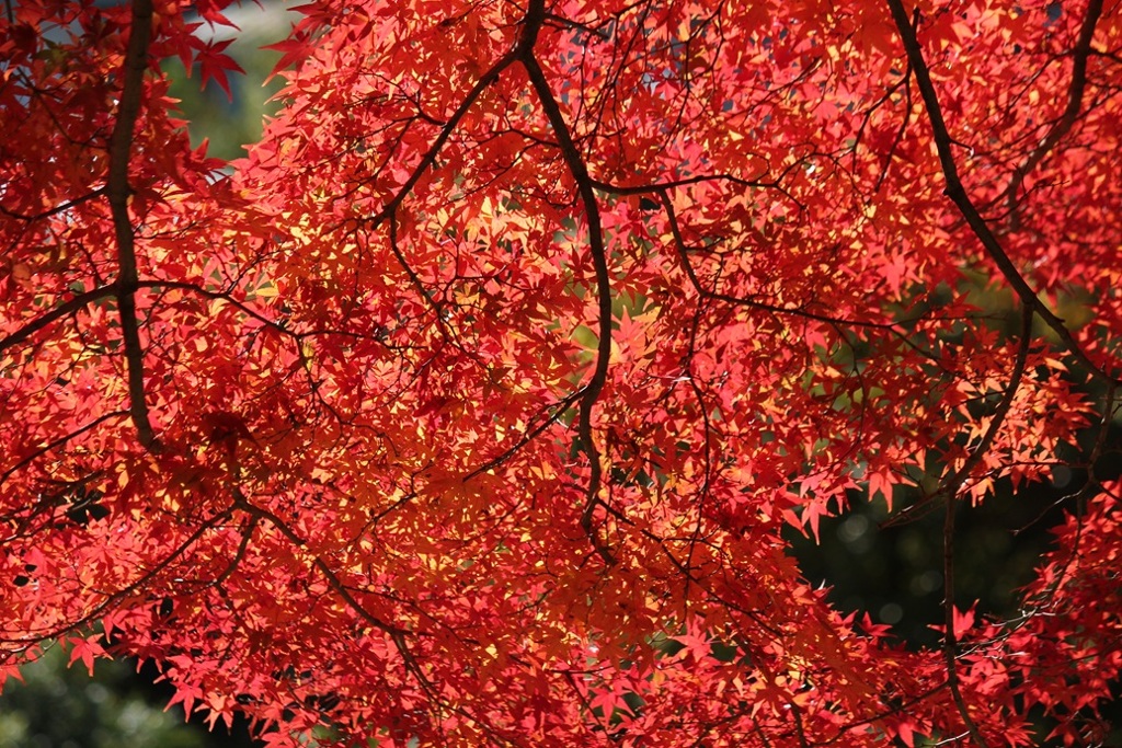 紅葉