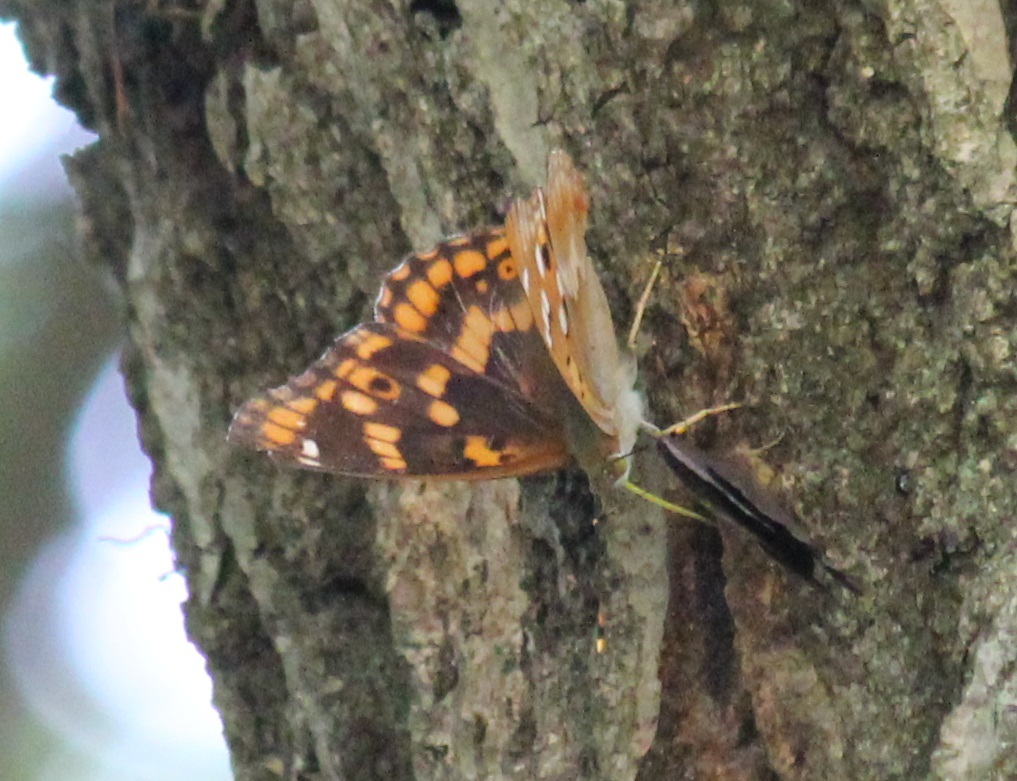 コムラサキのメス