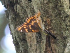 コムラサキのメス