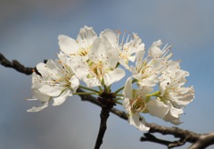 スモモの花