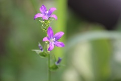 ヒナキキキョウソウ