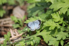 ルリシジミのメス