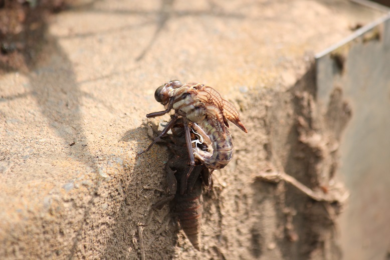 ヤマサナエの羽化2