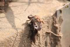 ヤマサナエの羽化2