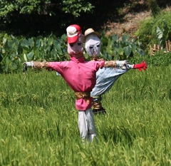 案山子