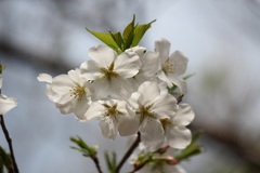 桜