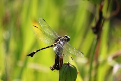 タイワンウチワヤンマ