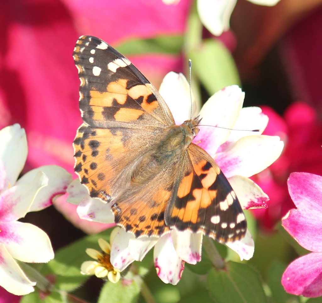 ヒメアカタテハ