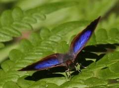 ムラサキシジミ　オス