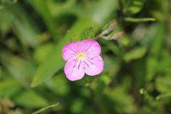 アカバナユウゲショウ