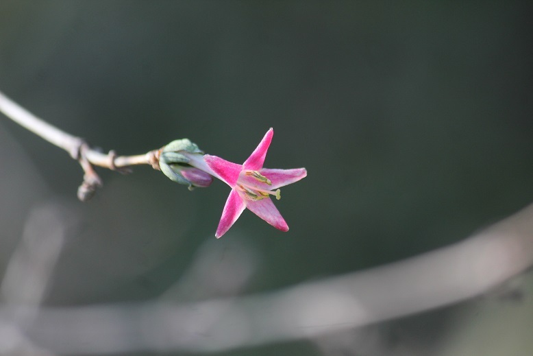 ウグイスカグラ
