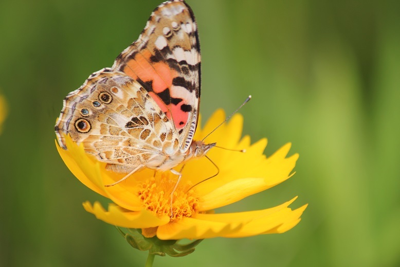 ヒメアカタテハ