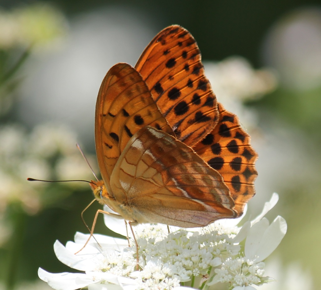 メスグロヒョウモン　オス