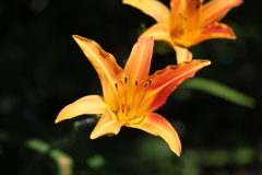 百合