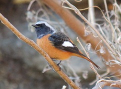 ジョウビタキ　オス