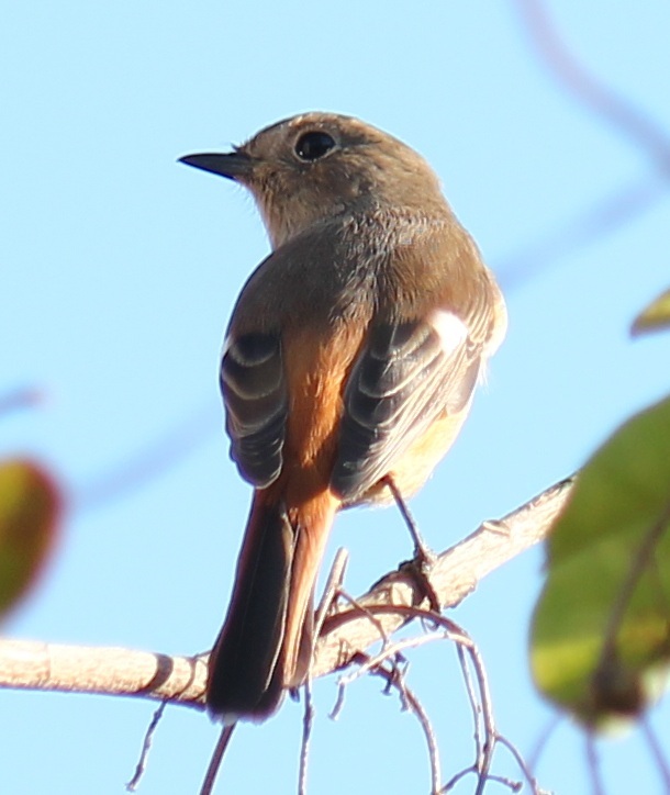 見返りジョビ子ちゃん