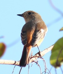 見返りジョビ子ちゃん