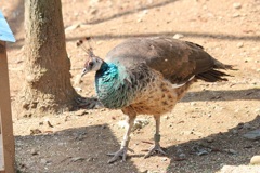 クジャク　多摩動物園