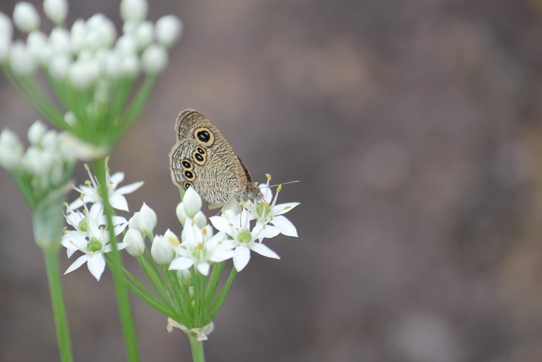 ヒメウラナミジャノメ