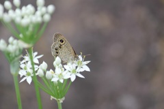 ヒメウラナミジャノメ