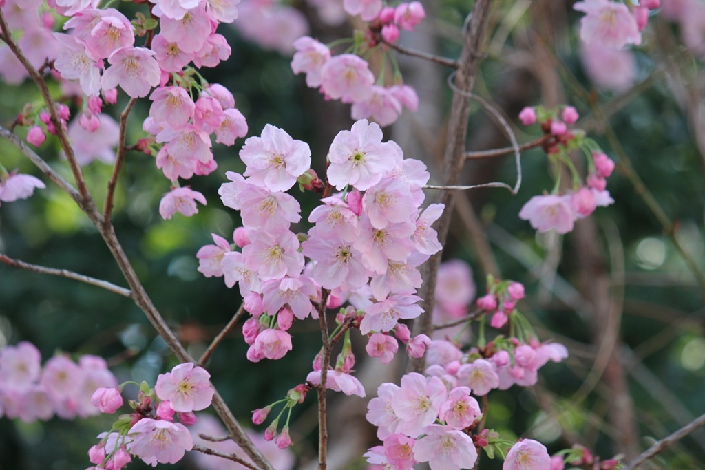 桜
