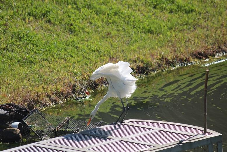ダイサギ
