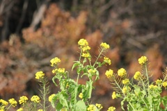１２月菜の花