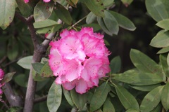 シャクナゲ