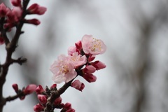 アンズの花