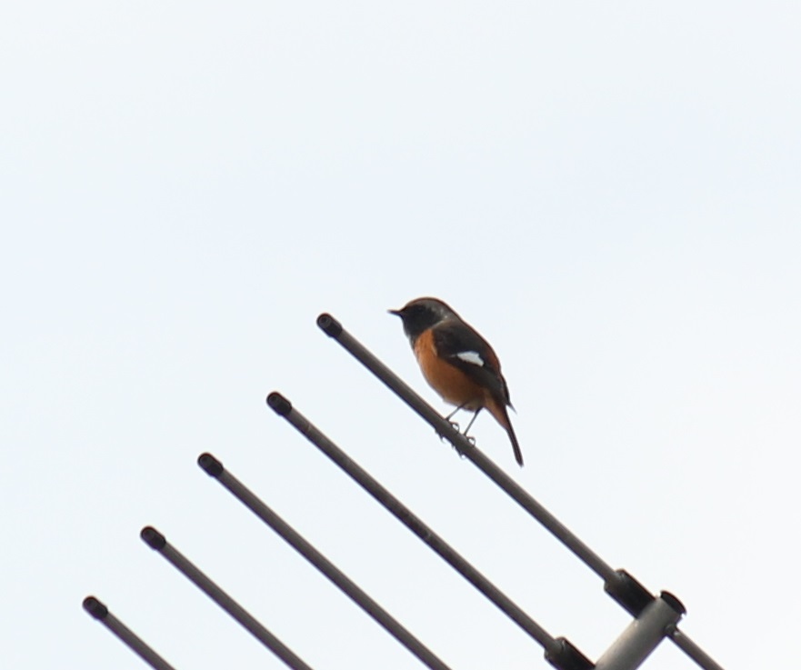 アンテナジョビオくん