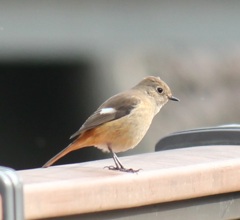 ジョビ子ちゃん