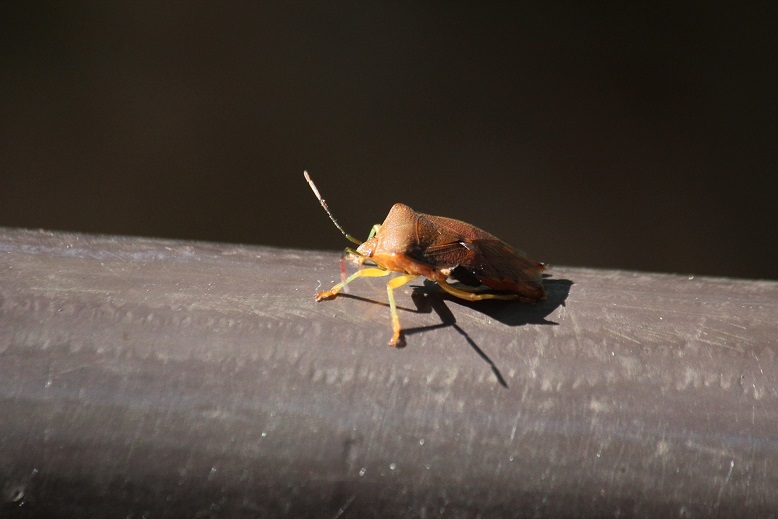 クチブトカメムシ