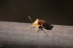 クチブトカメムシ