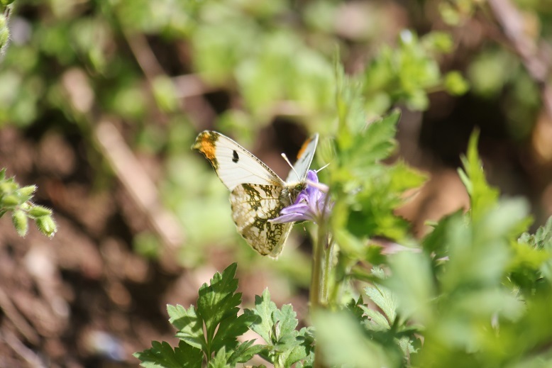ツマキチョウ　オス