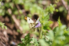 ツマキチョウ　オス