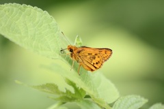 キマダラセセリ