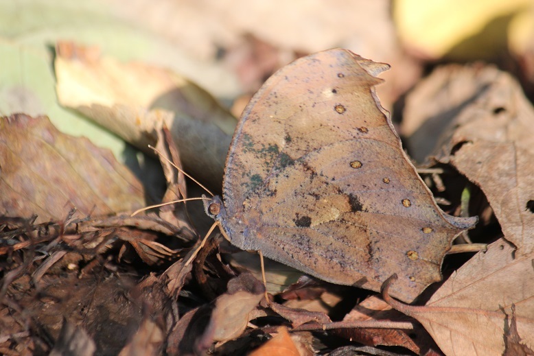 クロコノマチョウ