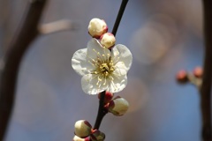 白梅の花