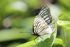 アカボシゴマダラ　春型