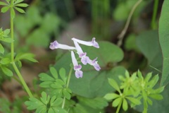 ジロボウエンゴサク