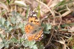 ヒメアカタテハ