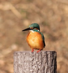 カワセミ