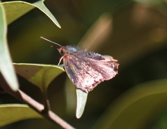 ムラサキツバメ