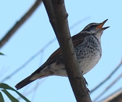 ツグミ