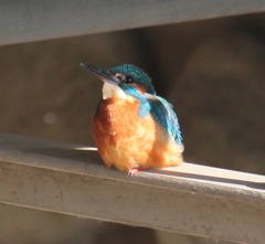 ブランコカワちゃん