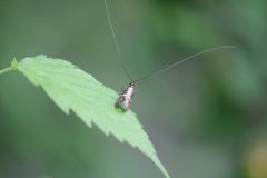 ホソオビヒゲナガガのオス