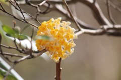 ミツマタ