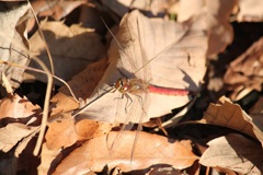 １２月１５日トンボ