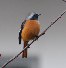 ジョウビタキ　オス